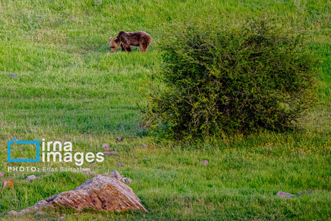 جنگل «رودبارک»