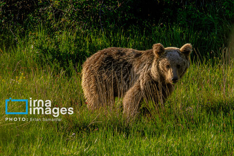 جنگل «رودبارک»