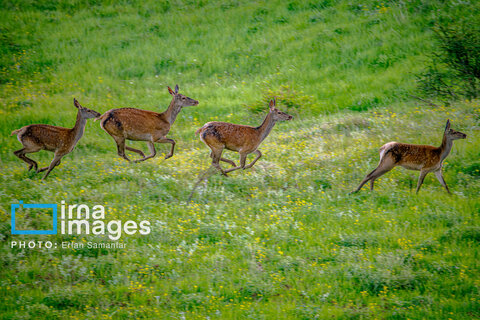 جنگل «رودبارک»