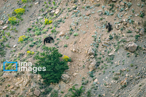 جنگل «رودبارک»