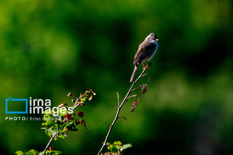 جنگل «رودبارک»