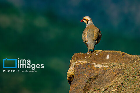 جنگل «رودبارک»