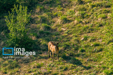 جنگل «رودبارک»