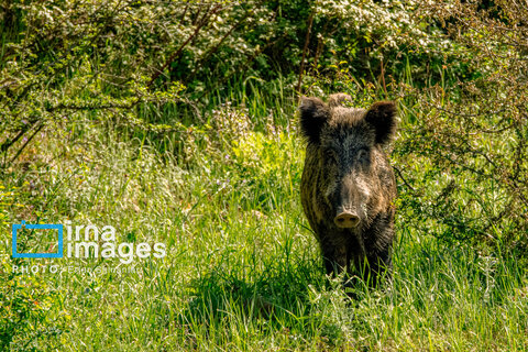 جنگل «رودبارک»