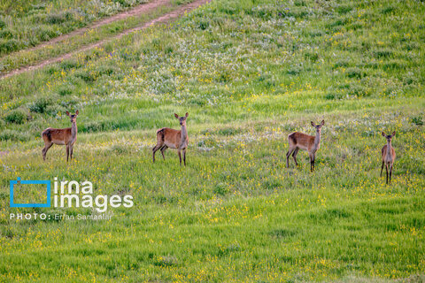 جنگل «رودبارک»