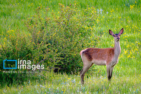 جنگل «رودبارک»