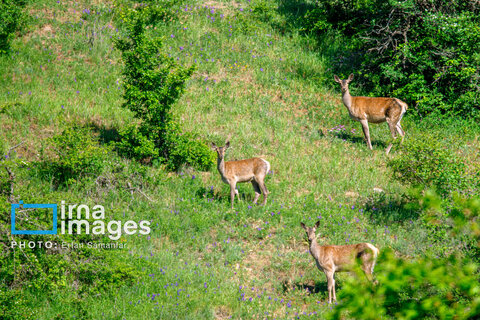 جنگل «رودبارک»