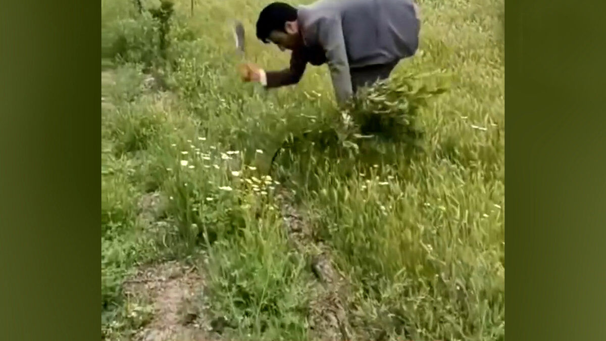 واکنش رئیس سازمان منابع طبیعی به تصاویر قطع نهال‌ها