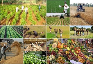محصولات باغی و زارعی ایران به ۸۰ کشور جهان صادر می‌شود