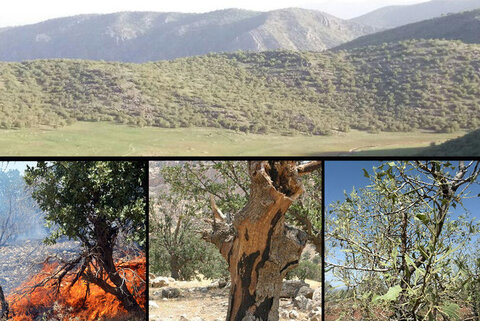 خودسوزی در زاگرس