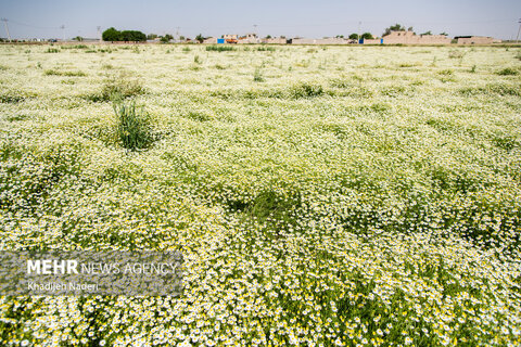 برداشت بابونه در اصفهان