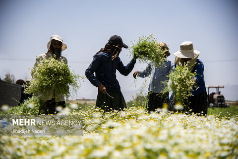 برداشت بابونه در اصفهان