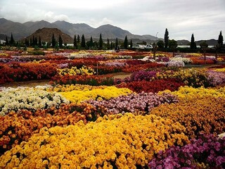 سفر به «هلند» ایران