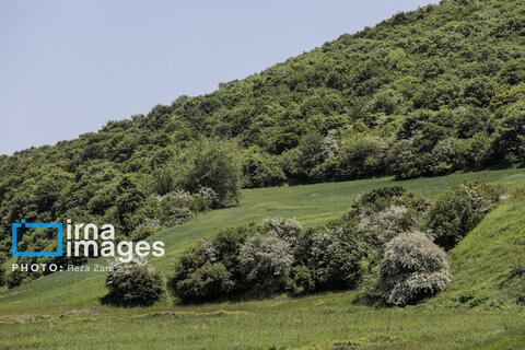 جنگل «فندقلو»