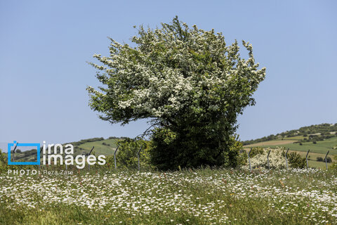 جنگل «فندقلو»