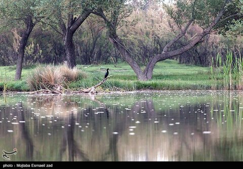 عکس منتخب هفته | از قهرمانی استقلال در جام حذفی تا سی و ششمین سالگرد ارتحال امام خمینی (ره)
