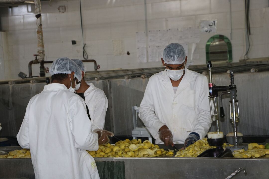 هرمزگانیها این موقع سال مشغول درستکردن یک ترشی مخصوص هستند/ سوغاتی مخصوص استانِ انبه هرمزگانیها این موقع سال مشغول درستکردن یک ترشی مخصوص هستند/ سوغاتی مخصوص استانِ انبه