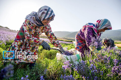 مزرعه گردشگری «سبزینه»