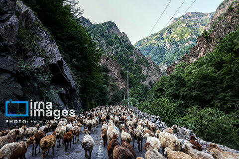 «جاده چالوس»؛ گذرگاه بهاری عشایر