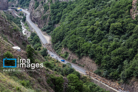 «جاده چالوس»؛ گذرگاه بهاری عشایر