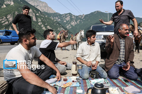 «جاده چالوس»؛ گذرگاه بهاری عشایر