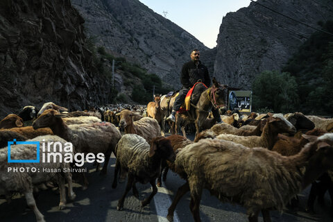 «جاده چالوس»؛ گذرگاه بهاری عشایر