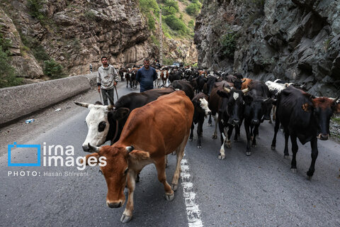 «جاده چالوس»؛ گذرگاه بهاری عشایر