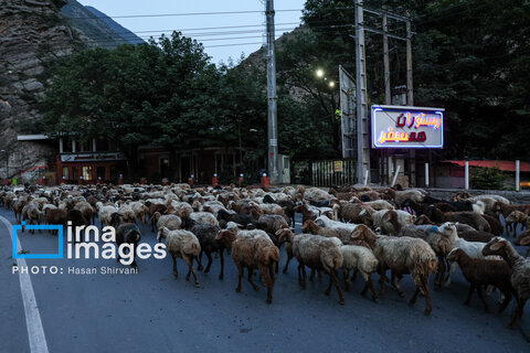 «جاده چالوس»؛ گذرگاه بهاری عشایر