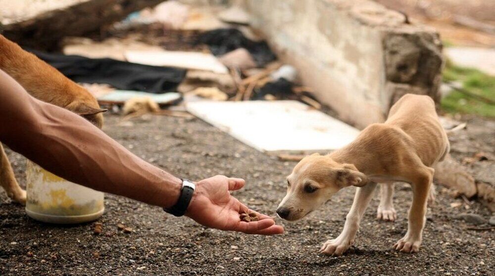 کودکان را برای غذادادن به سگ‌ها ترغیب نکنید/ غذادهی به حیوانات نظم اکوسیستم را بر هم می‌ریزد
