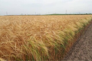 آغاز برداشت جو از سطح ۳۸۰۰ هکتار اراضی شهرستان تربت حیدریه