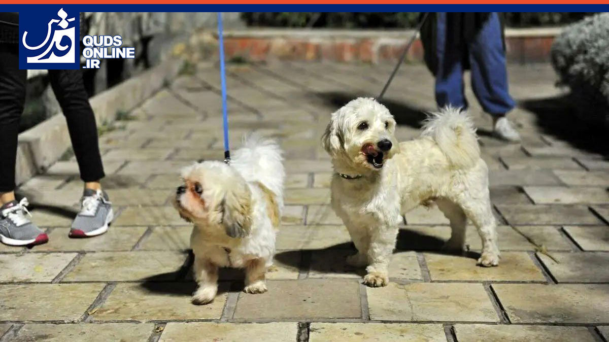 فیلم | سخنگوی قوه‌قضائیه: ممنوعیت سگ‌گردانی‌ها در راستای حقوق عمومی است