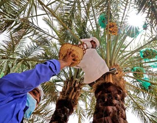 دست نخل‌داران کوتاه و مشکلات بر نخیل