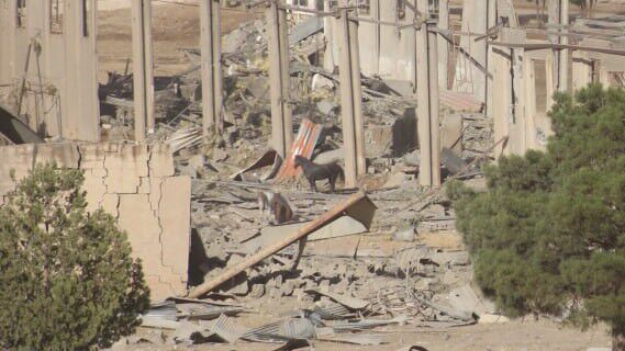 تصاویر جدید از اسب‌هایی که توسط صهیونیست‌ها قتل عام شدند!