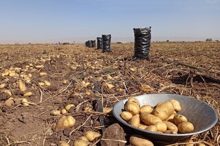 درخواست کشاورزان گلستانی از دولت برای حمایت و تنظیم بازار سیب زمینی