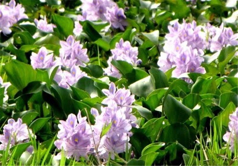 شکوفایی نیلوفرهای آبی در پهنه تالاب بین‌المللی انزلی