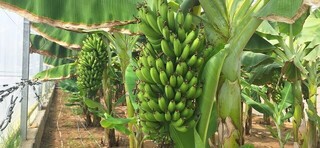 غلبه برخشکسالی و صرفه‌جویی ارزی با تولید موز گلخانه‌ای در ساوه