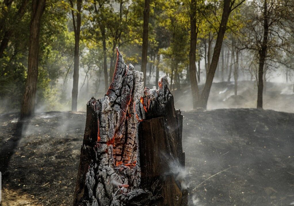 هوای جنگل‌ها را داشته باشیم!