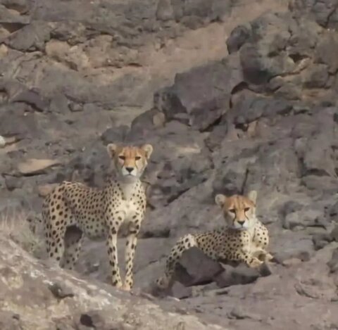 تولد ۲ یوز جدید در ایران