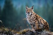 رهاسازی سیاهگوش ایرانی در آغوش طبیعت گیلان