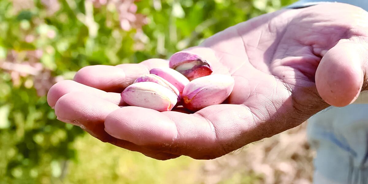 بحران آب و برق تهدیدی جدی برای برداشت پسته در استان کرمان