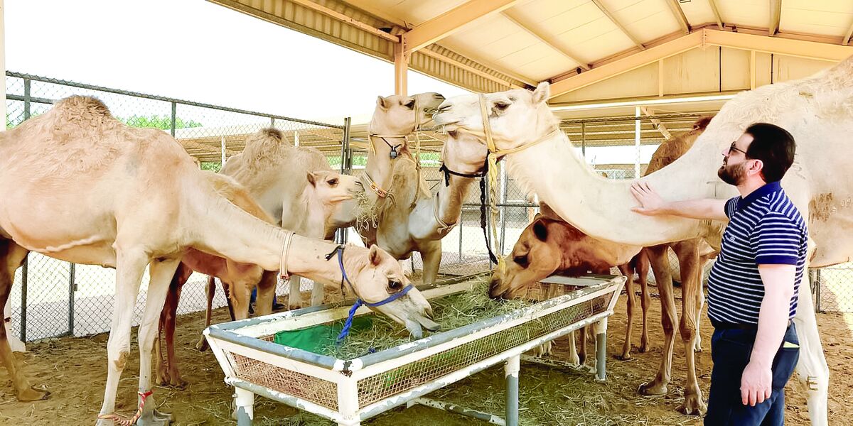 «شترداری» ظرفیتی که در بیابانهای جنوب میسوزد «شترداری» ظرفیتی که در بیابانهای جنوب میسوزد