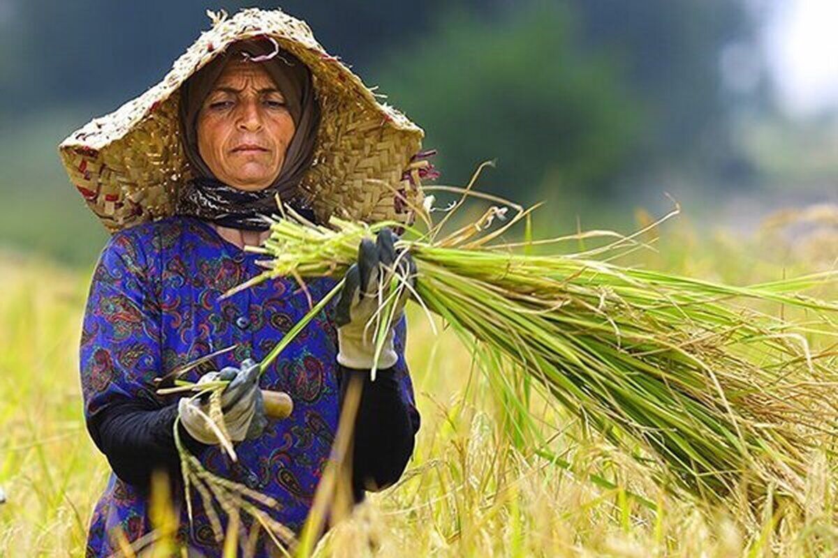 تمام زنان سرپرست خانوار روستایی بیمه رایگان می شوند