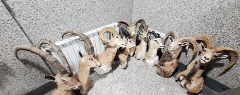 کشف بزرگ‌ترین کارگاه غیرمجاز تاکسیدرمی حیات وحش در کرمان