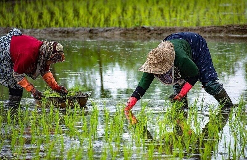 هشدار آب منطقه‌ای به شالیکاران مازندران؛ کمبود آب در کشت دوم برنج
