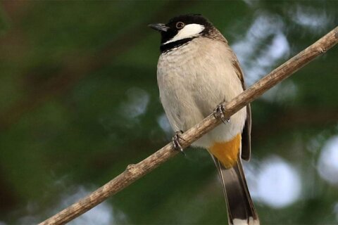 آوازهای غمگین روی شاخه‌های نخل / در باور جنوبی‌ها نام و قصه زندگی دو پرنده با درخت خرما پیوند خورده است