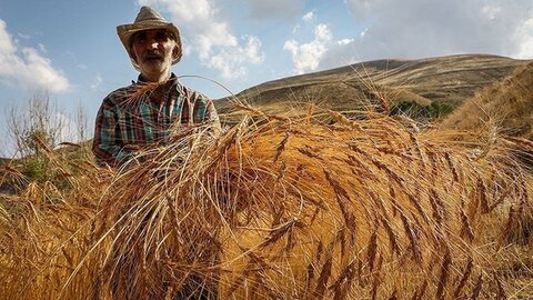 گندمکاران اردبیل به جای گندم «وعده» درو می‌کنند