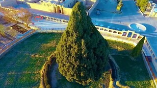محصور شدن سرو ابرکوه با ساخت اتاق نگهبانی در عرصه