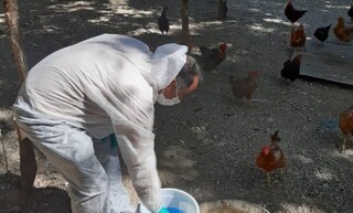 آغاز طرح بررسی آلودگی طیور بومی به ویروس نیوکاسل در دهلران