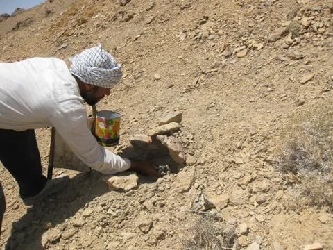 کشت گیاهان دارویی در ۷۰۰هکتار از مراتع کرمانشاه