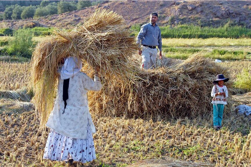 نرخ تبدیل شلتوک به برنج سفید در شالیکوبی‌های گیلان تعیین شد